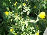 Caléndula silvestre - Calendula arvensis. Alharilla - Porcuna