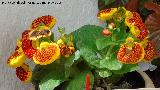 Zapatito de Venus - Calceolaria herbeohybrida. Patio de Córdoba