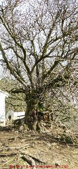 Higuera del Arroyo Maillar. 