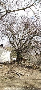 Higuera del Arroyo Maillar. 