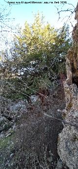 Tejeda de la Ca�ada de la Fuente. Tejos