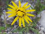 Barba de cabra amarilla - Tragopogon dubius. La Veleta - Los Villares