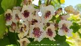 Catalpa - Catalpa bignonioides. Flores. El Centenillo - Ba�os de la Encina