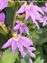 Flor de Abanico - Scaevola aemula. Flores. Ja�n