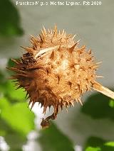 Estramonio - Datura stramonium. Fruto. Navas de San Juan