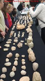 PaleoMágina. 
