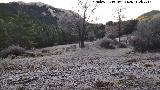 Escarcha. El Rincón - Cazorla