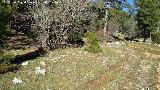 Camino viejo de la Cueva de los Alcañetes. Camino viejo junto al camino nuevo