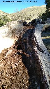 Encina del Rayo de Fuenfría. Tronco muerto