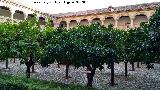 Monasterio de San Jerónimo. Claustro Principal. Naranjos