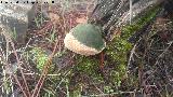 Yesquera - Fomes fomentarius. 