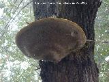 Yesquera - Fomes fomentarius. En un olmo. Jaén