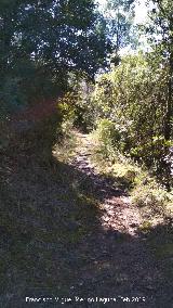 Camino del Chorreón. 