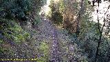 Camino del Chorreón. 