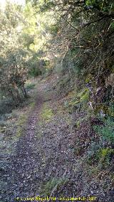 Camino del Chorreón. 
