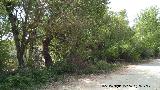 Área recreativa La Puente. Bosque de ribera