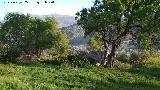 Cortijo de Córdoba. Restos
