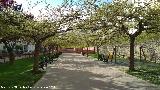 Plaza de Cesario Rodríguez Aguilera. 