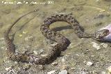 Culebra viperina - Natrix maura. La Beata - Valdepeñas