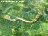 Culebra viperina - Natrix maura. Nacimiento del Río San Juan - Castillo de Locubín