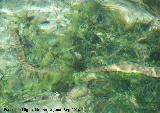 Culebra viperina - Natrix maura. Nacimiento del Río San Juan - Castillo de Locubín