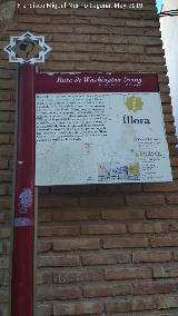 Psito de llora. 