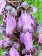 Orqu�dea gigante - Barlia robertiana. Flores. Cuatro Picos - Ja�n