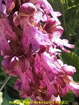 Orqu�dea gigante - Barlia robertiana. Flores. Pe�as de Castro - Ja�n