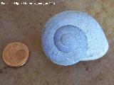 Caracol de monte - Iberus gualterianus alonensis. Jaén