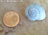 Caracol de monte - Iberus gualterianus alonensis. Jaén