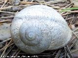 Caracol de monte - Iberus gualterianus alonensis. La Hoya - Jaén