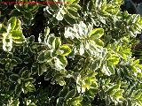 Botonero del Japón - Euonymus japonicus. Los Villares