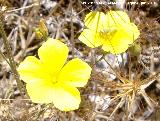 Lino amarillo - Linum tenue. Peñablanquilla - Martos
