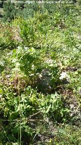 Guisante - Pisum sativum. Salvajes. Cerro de los Morteros - Jaén
