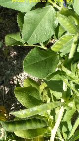 Guisante - Pisum sativum. Cerro de los Morteros - Jaén