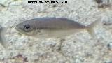 Pez Jurel - Trachurus trachurus. Santa Pola