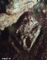 Vulva de arcilla de la Cueva de Bdeilhac. Vulva en arcilla. 14.500 aos. Paleomgina - Bedmar