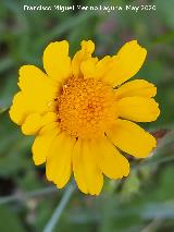 Margarita amarilla silvestre - Coleostephus myconis. La Veleta - Los Villares