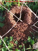 Hormiga Amarilla de los Prados - Lasius flavus. Hormiguero. Cerro de Santa Catalina - Jan