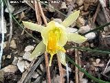 Narciso Monta�oso - Narcissus � montielanus. Empalme del Valle - Cazorla