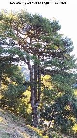 Pino de la Loma del Leganillo. 