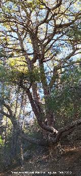 Pino del Pulpo del Poyo de las Palomas. 