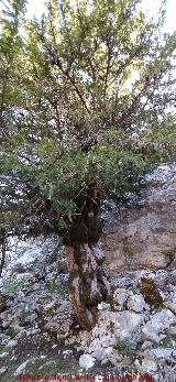 Tejo del Torso de Mujer. 