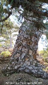 Pino del Tajo. Tronco