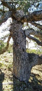 Pino de la Rama. Tronco