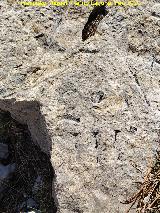 Grabado forestal de la Loma de Cagasebo. 