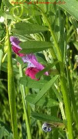 Veza - Vicia sativa. El Pizorro - Génave