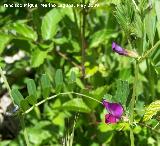 Veza - Vicia sativa. Pitillos. Valdepeñas