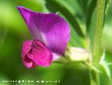 Veza - Vicia sativa. Pitillos. Valdepeñas