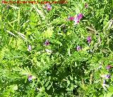 Veza - Vicia sativa. Pitillos. Valdepeñas